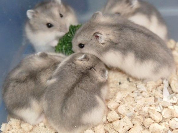 Породы хомяков | ЗооТом - продажа, вязка и услуги для животных в Любинском