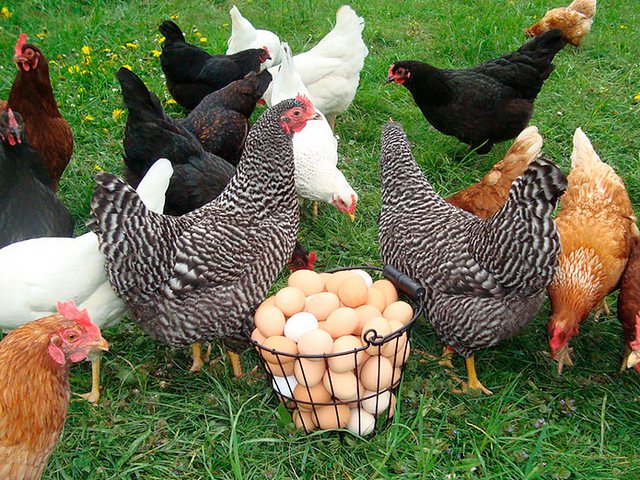 Содержание кур и уход за ними | ЗооТом - продажа, вязка и услуги для животных в Любинском