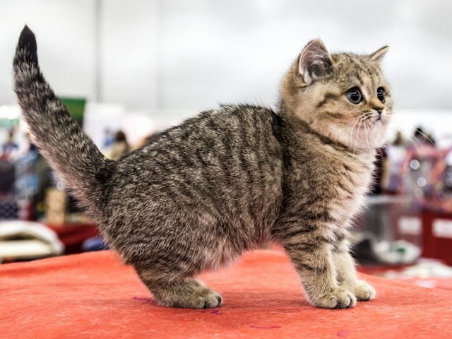 Породы кошек в Любинском | ЗооТом портал о животных