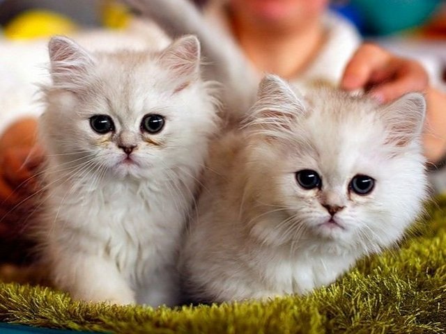 Породы кошек в Любинском | ЗооТом портал о животных