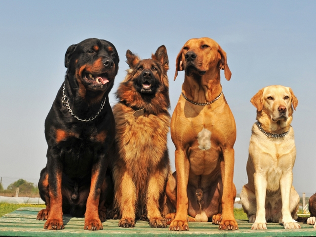 Крупные породы собак в Любинском | ЗооТом портал о животных
